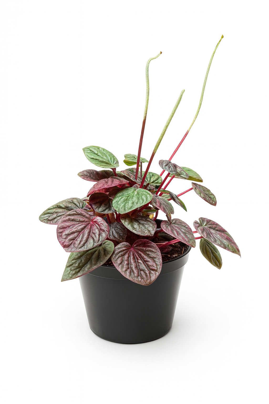 peperomia