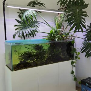 Philodendro Enano - Image 3