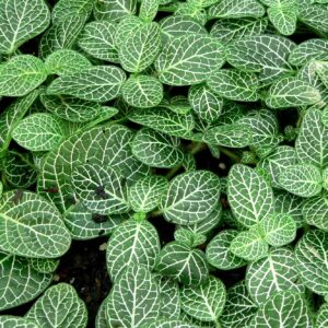 Fittonia Blanca