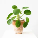 Pilea Peperomioides