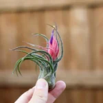 Tillandsia (Pruinosa)