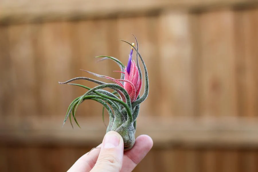 Tillandsia (Pruinosa)
