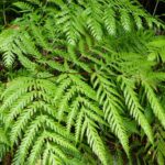 Helecho Pteris