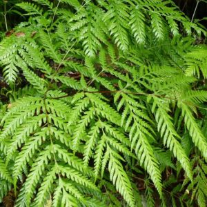 Helecho Pteris