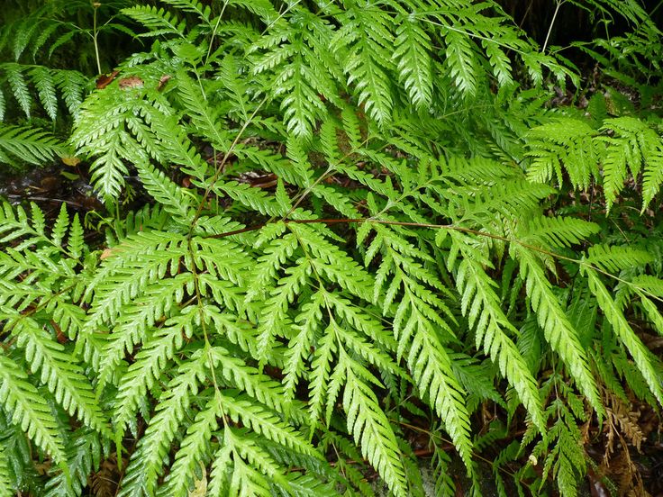 pteris