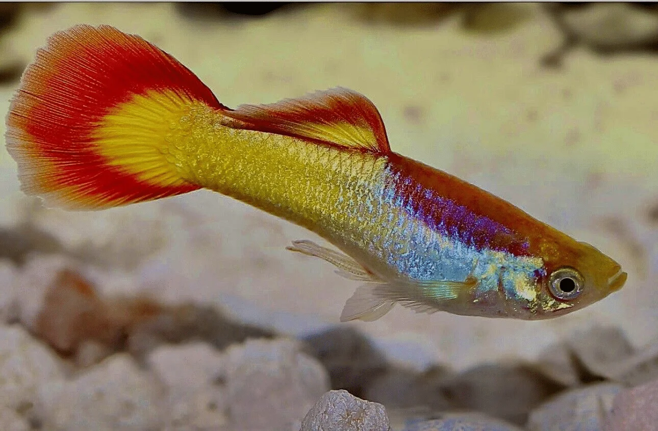 red german tuxedo guppy