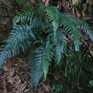 Helecho Pteris - Image 3