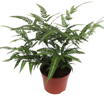 rumohra adiantriformis