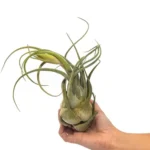 Tillandsia (Seleriana XL)