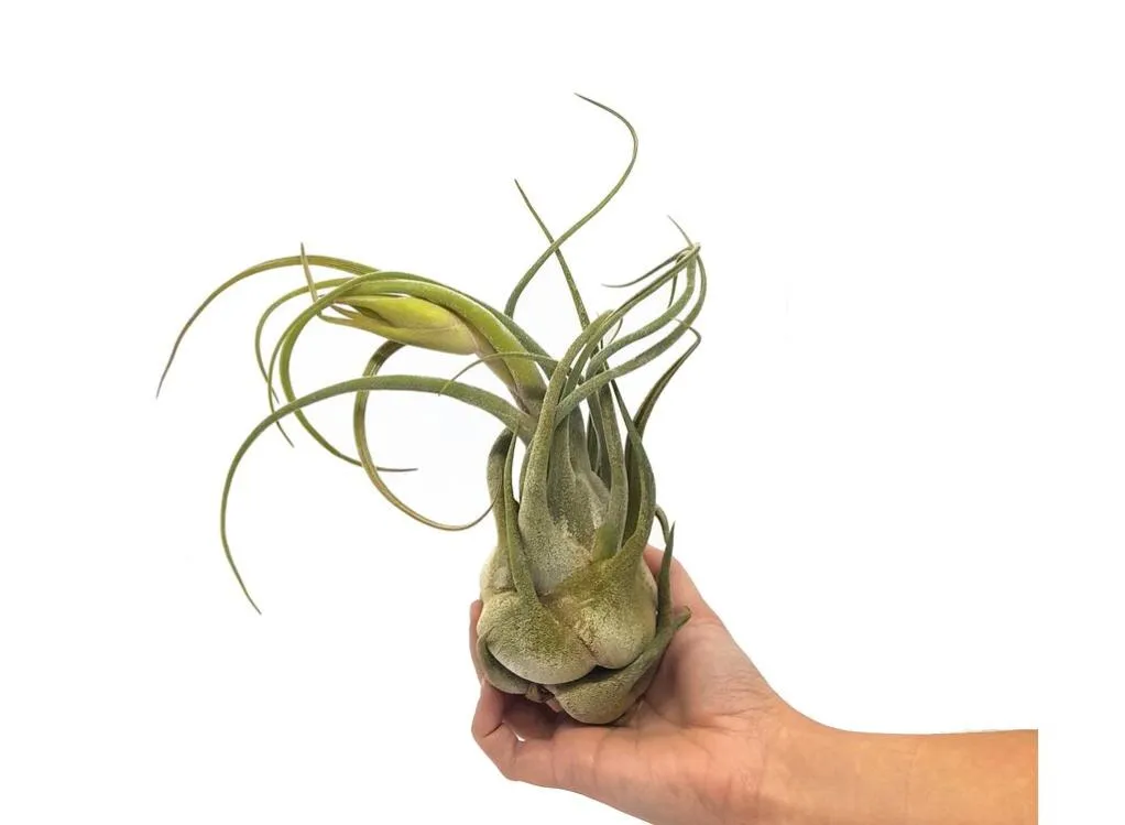 Tillandsia (Seleriana XL)