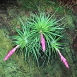 Tillandsia (Tenuifolia)