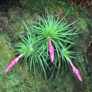 Tillandsia (Tenuifolia)