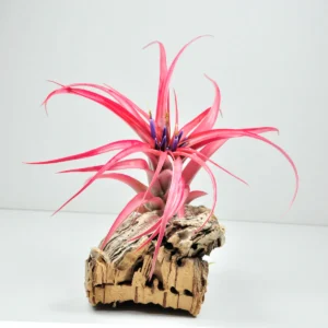 Tillandsia (Brachycaulos multiflora)