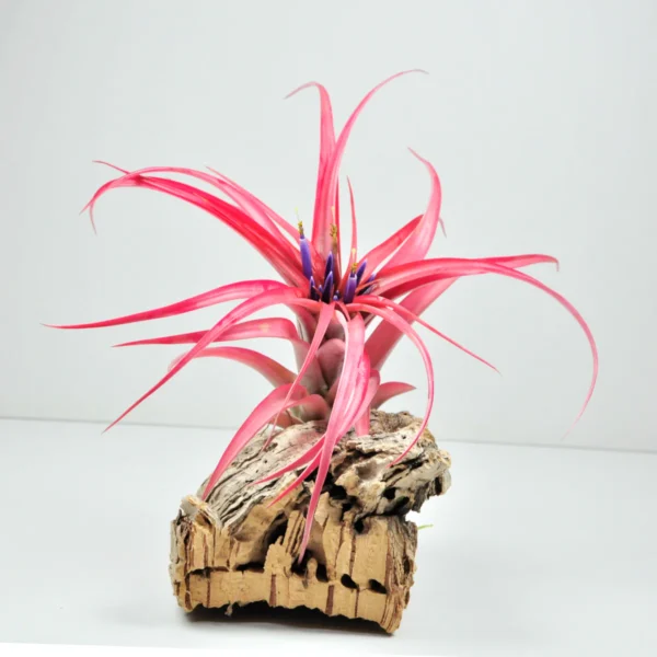 tillandsia-brachycaulos-multiflora