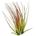 Tillandsia (Tricolor)