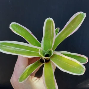 Bromelia Variegated Green