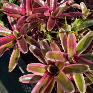 Bromelia Variegated Red