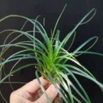 Bromelia Correia Araujou (Vriesea)