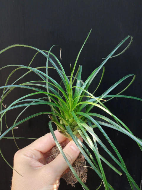 vriesea-correia-araujoi-19bb2e41973dd811ee17310755544093-480-0