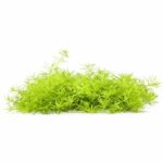 Limnophila Sp. Vietnam