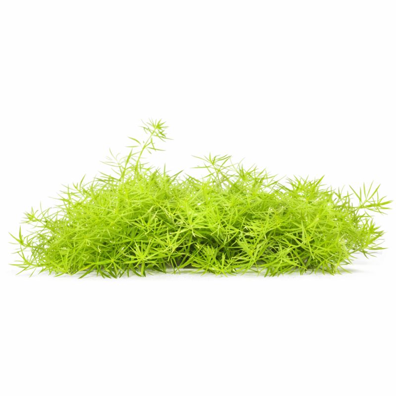 Limnophila Sp. Vietnam