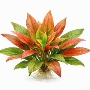 Echinodorus Joyo Red