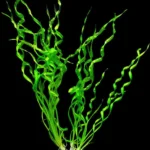 Echinodorus Vesuvius