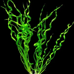 Echinodorus Vesuvius