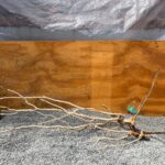 Raiz Jarilla Nacional 2000 XL