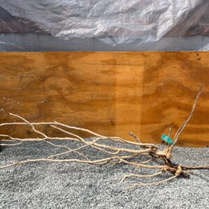 Raiz Jarilla Nacional XL