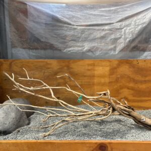 Raiz Jarilla Nacional XXL