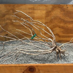 Raiz Jarilla Nacional XL 2002