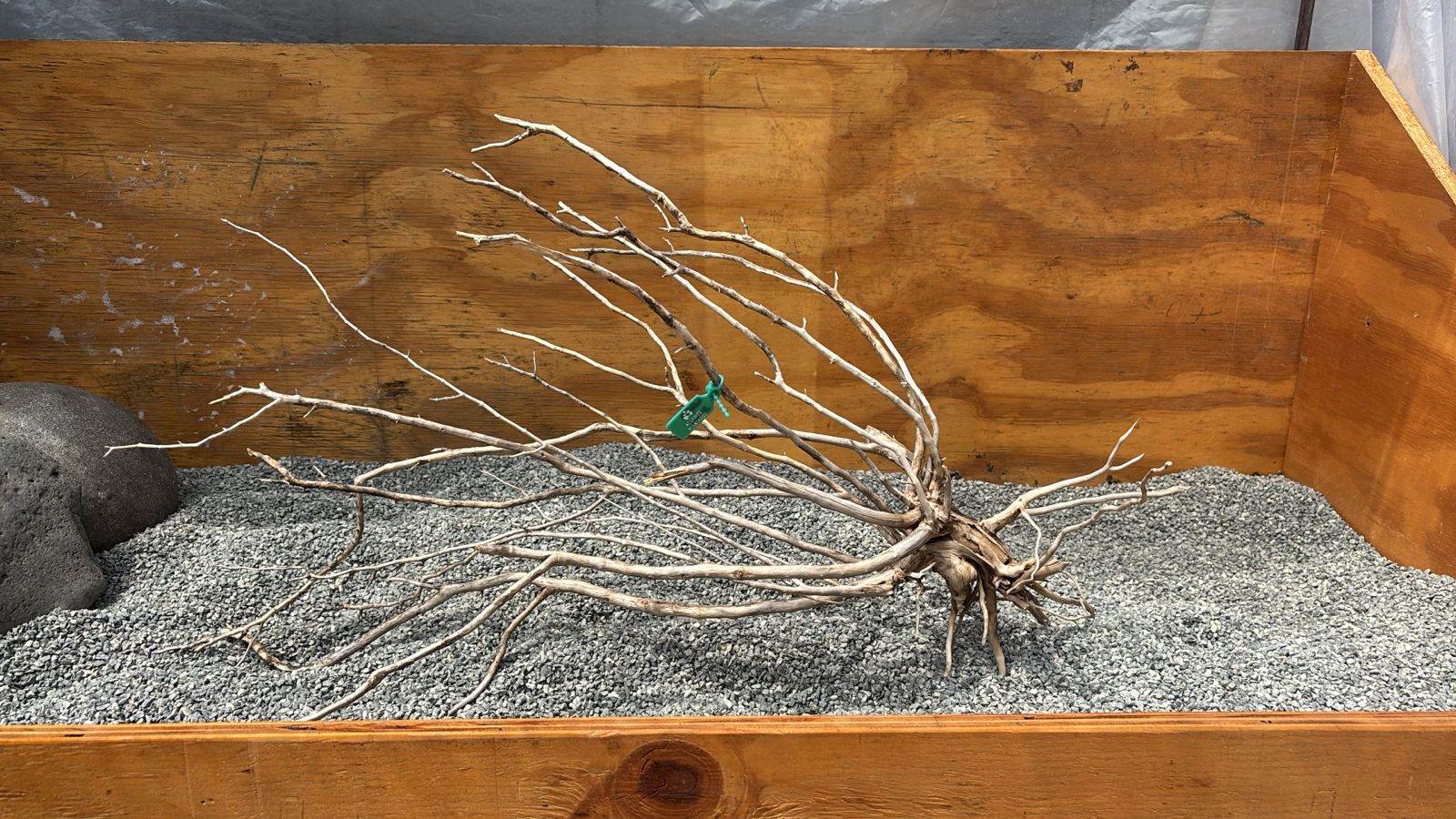 Raiz Jarilla Nacional XL 2002