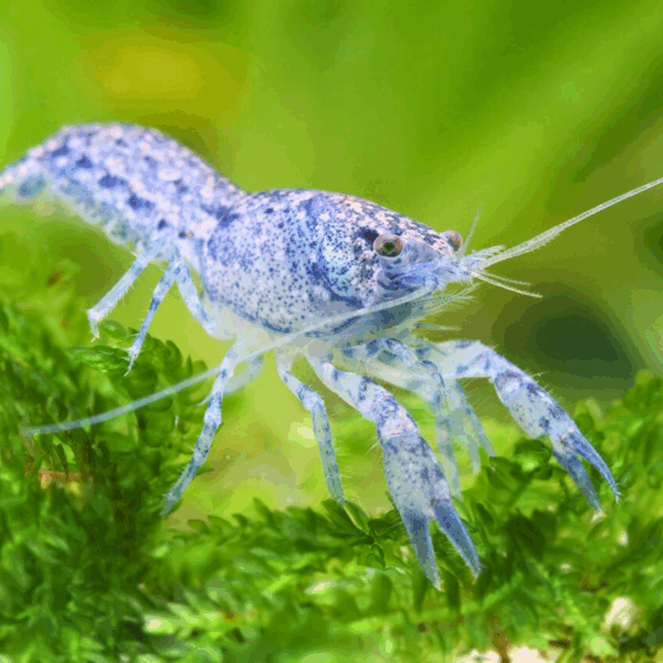 Langosta Mexicana Enana Blue