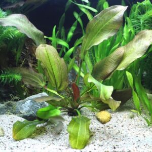 Echinodorus Small Bear