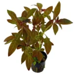 Ludwigia Grandulosa