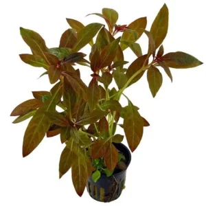 Ludwigia Grandulosa