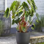 Colocasia Hawaiian Punch