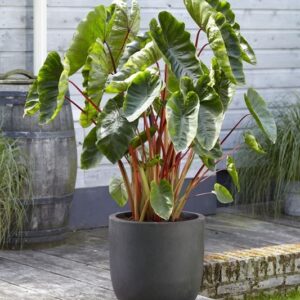 Colocasia Hawaiian Punch