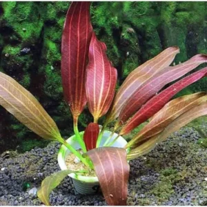 Echinodorus Joyo red