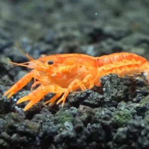 Langosta Mexicana Enana Orange