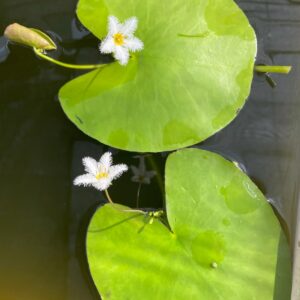 Nymphoides Panambi
