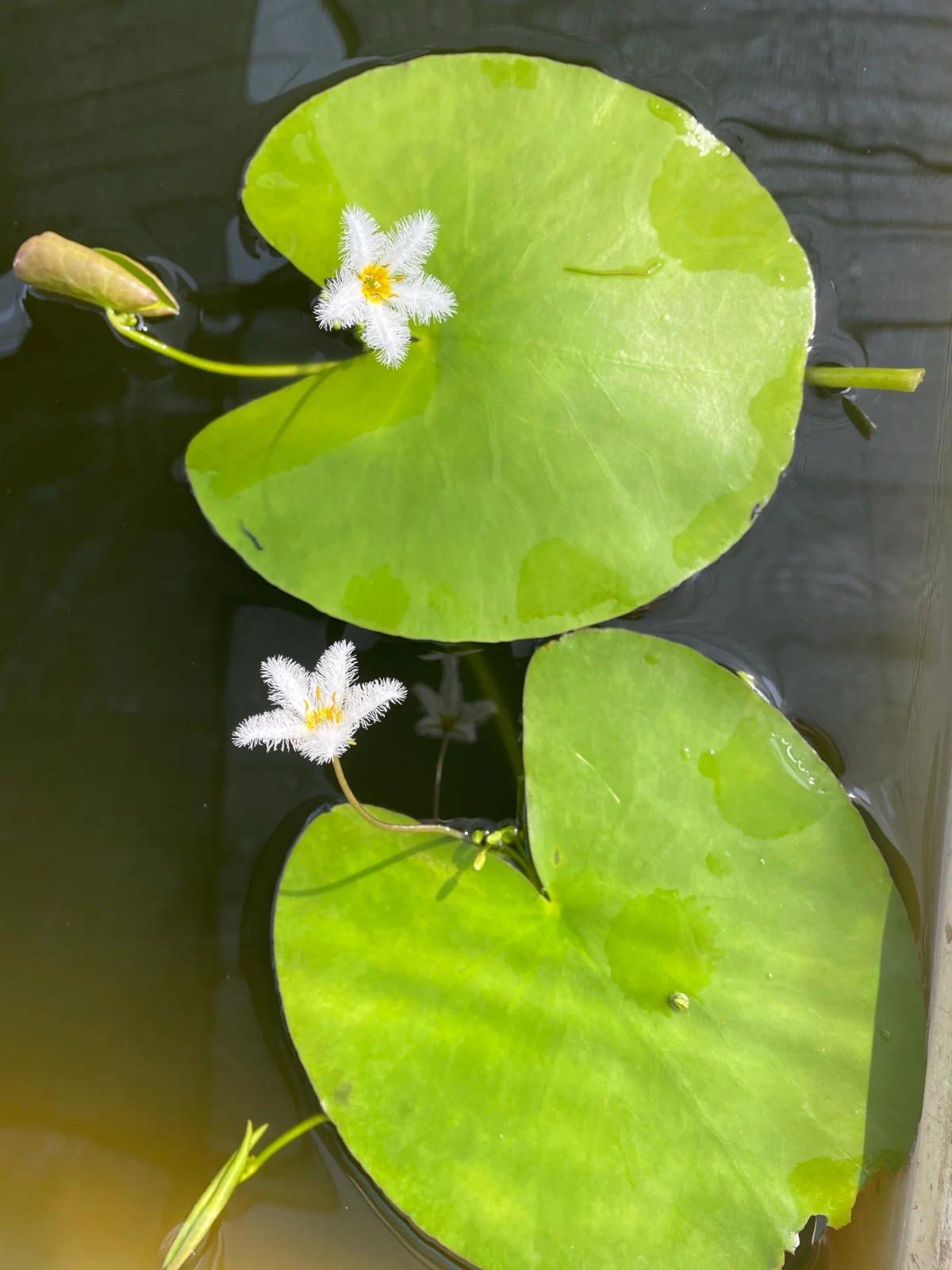 Nymphoides Panambi