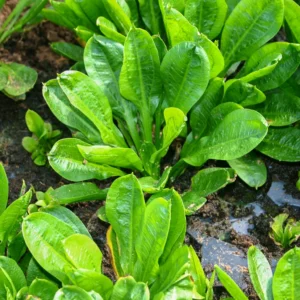 Echinodorus Parviflorus Tropica