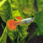 Guppy Platinum Red Tail