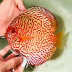 White Tiger Discus