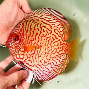 White Tiger Discus