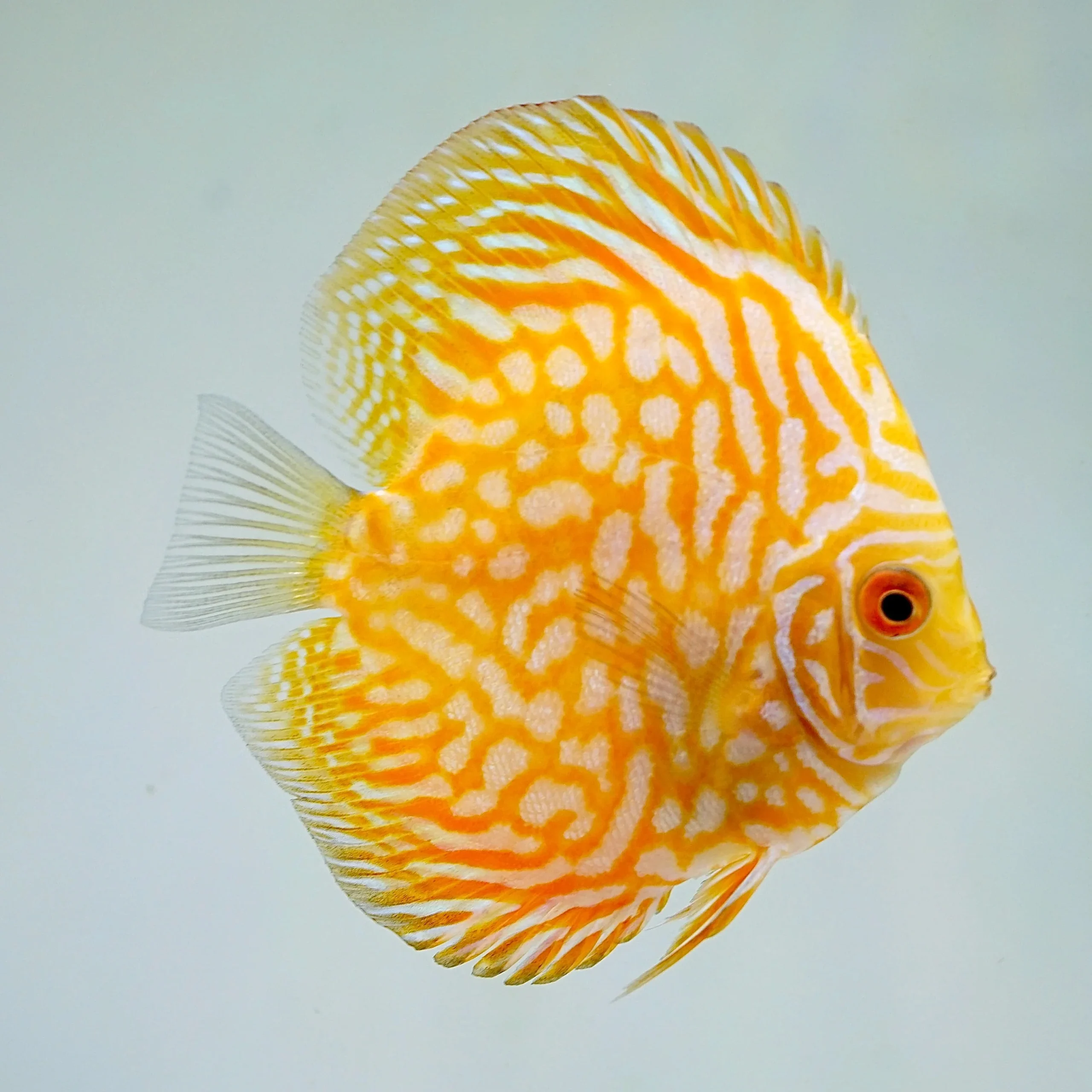 Yellow Checkerboard Discus