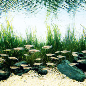 Devario malabaricus - Image 2