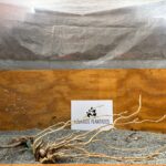 Raiz Jarilla Nacional XL 1002